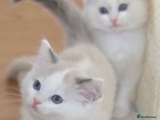 Ragdoll cats Beautiful Ragdoll Kittens - Advert 9
