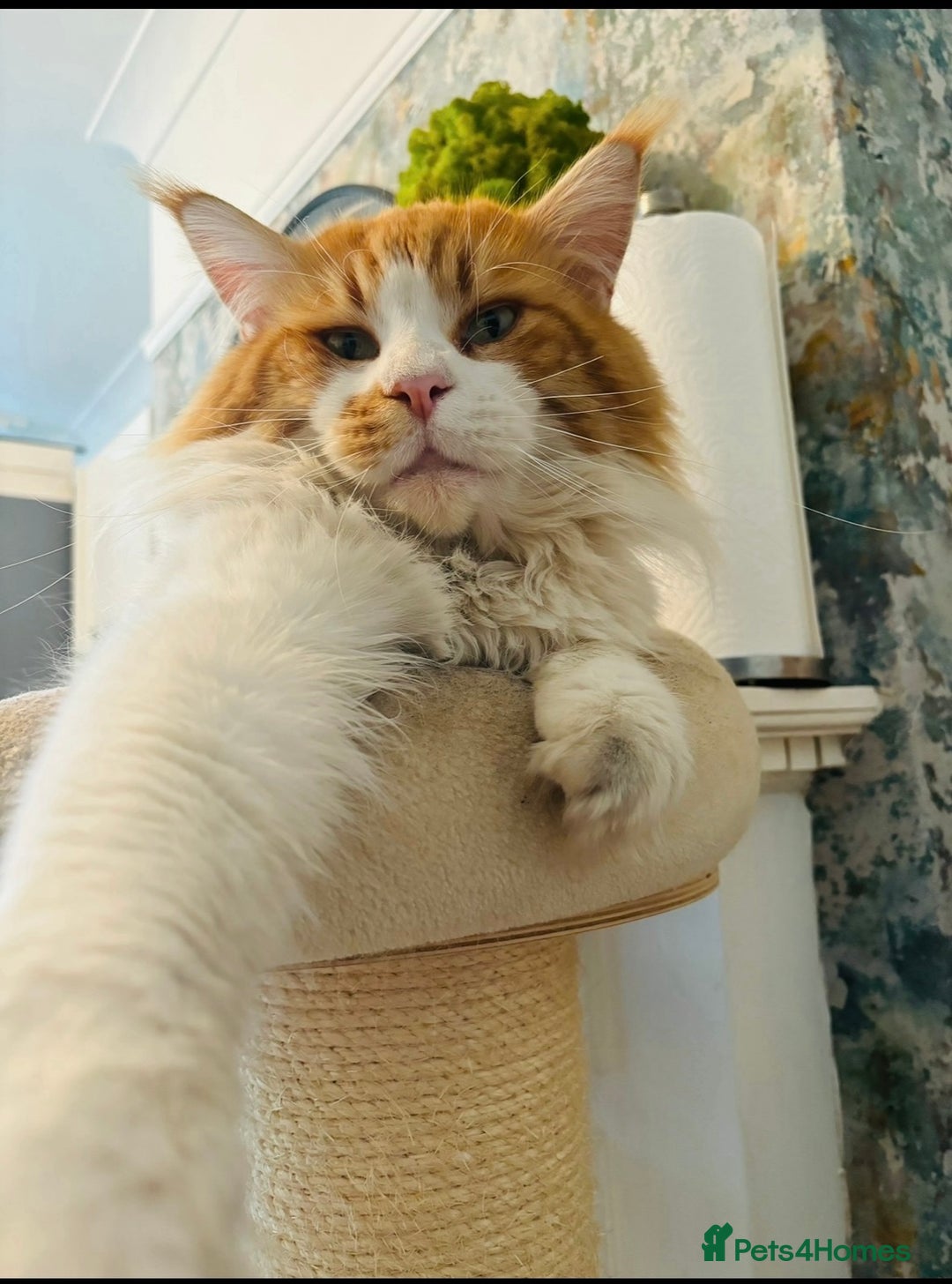 Maine Coon cats for sale: Pure breed main coon boys looking for loving home - Image 10