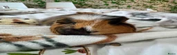 Guinea Pig rodents for sale: Guinea Pigs  - Advert 17