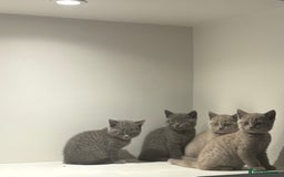 British Shorthair cats for sale: Beautiful British Shorthair Kittens  - Image 4