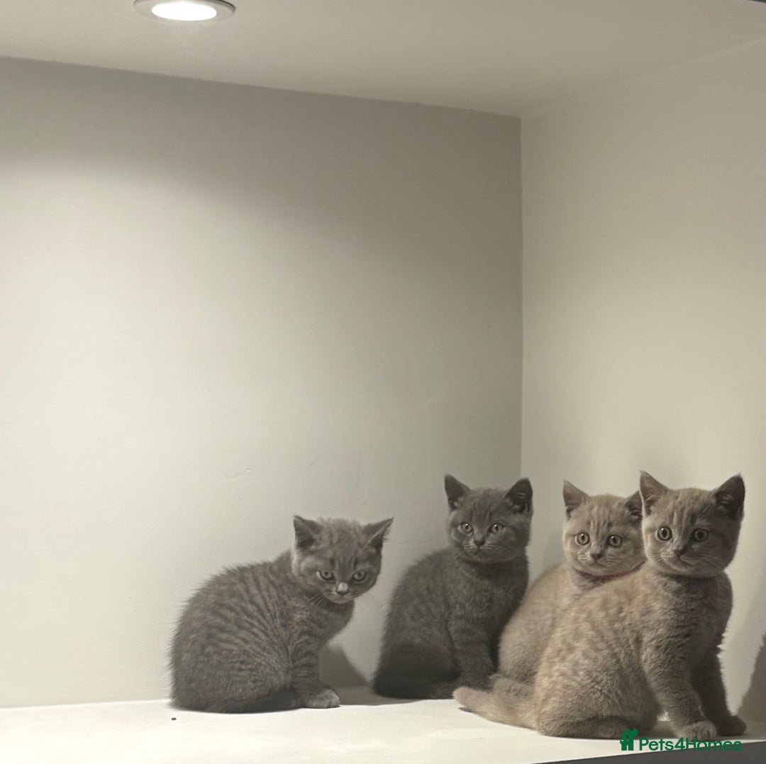 British Shorthair cats for sale: Beautiful British Shorthair Kittens  - Image 4