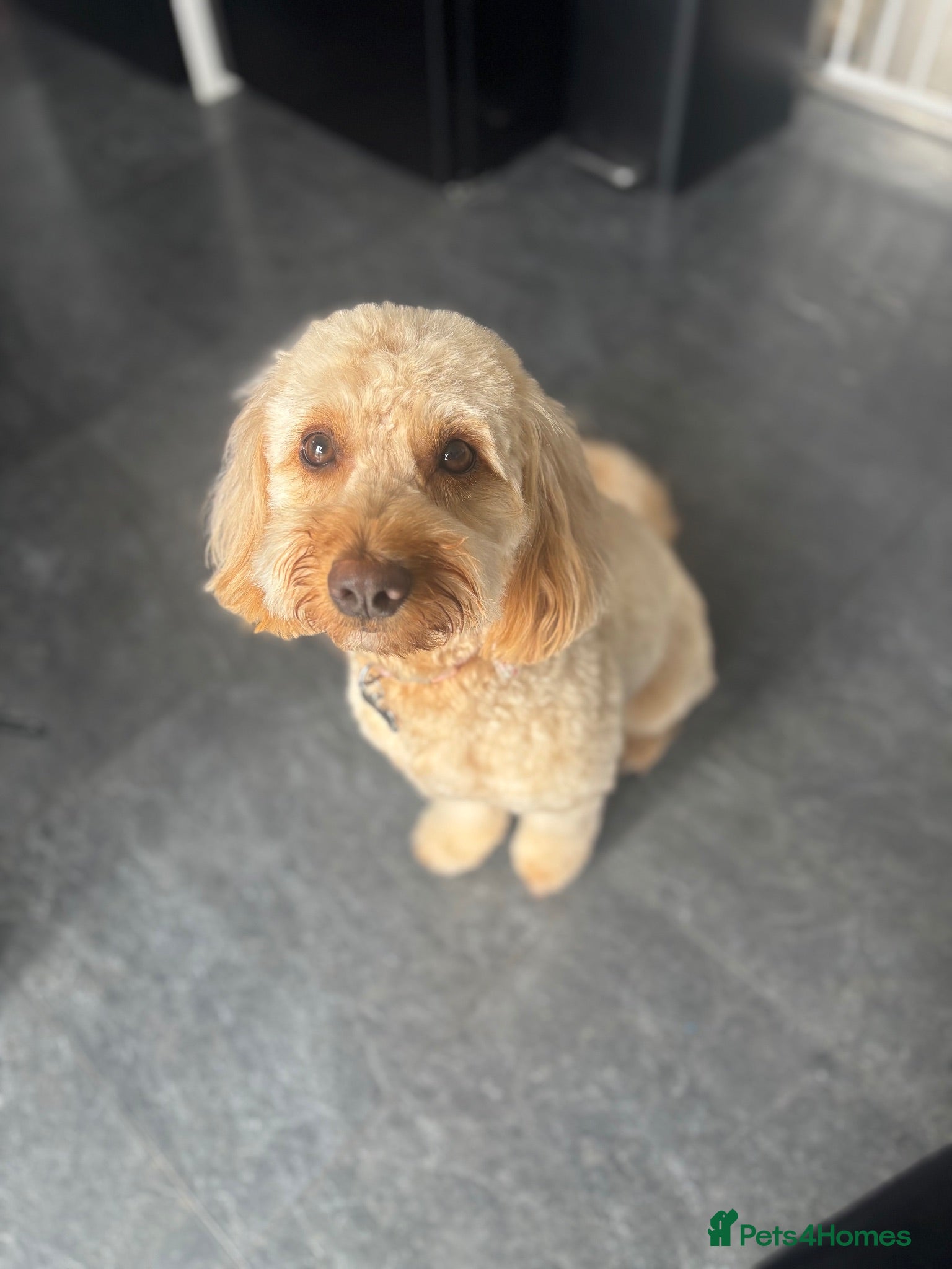 Cockapoo dogs Beautiful 18 month old Cockapoo Female - Advert 1