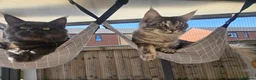 Maine Coon cats for stud: Mainecoon proven stud - Advert 6