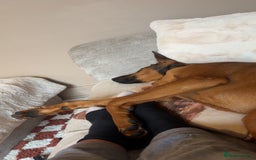 Mixed Breed dogs for sale: Friendly Active Girl  - Image 4