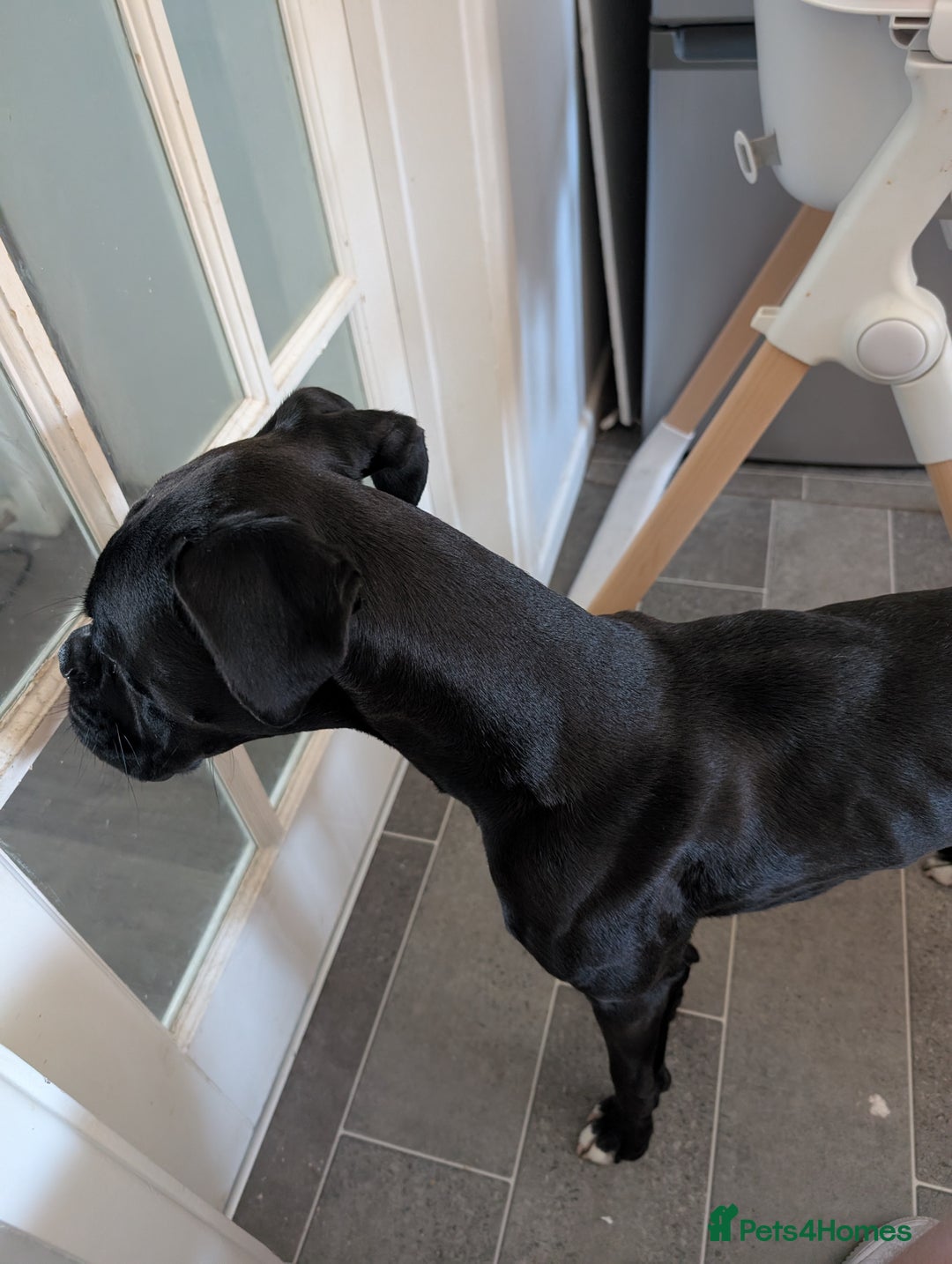 Boxer dogs for sale: Sealed Bridle Boxer Puppy - Image 6