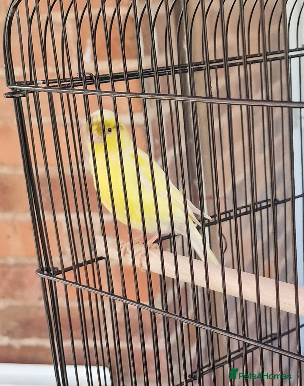 Canaries birds A Canary with 3 cages and a stand - Advert 2