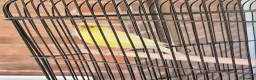 Canaries birds for sale: A Canary with 3 cages and a stand in Stourport-on-Severn - Advert 2