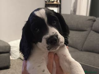 Sprocker dogs Sprocker Puppies For Rehoming - Advert 1