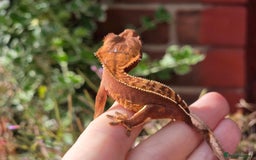 Gecko reptiles for sale: Crested geckos  - Image 4