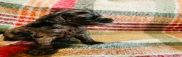 Cockapoo dogs for sale: F1B Toy Cockapoos - Advert 19