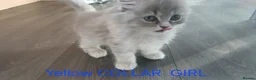 Ragdoll cats for sale: Rare Pattern Ragdoll-Super cudly teddybear kittens - Advert 15