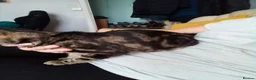Bengal cats for sale: Female Bengal cat 12 months old - Advert 8