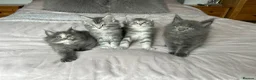 Maine Coon cats for sale: GCCF Blue and Silver Registered Maine Coon Kittens - Advert 1