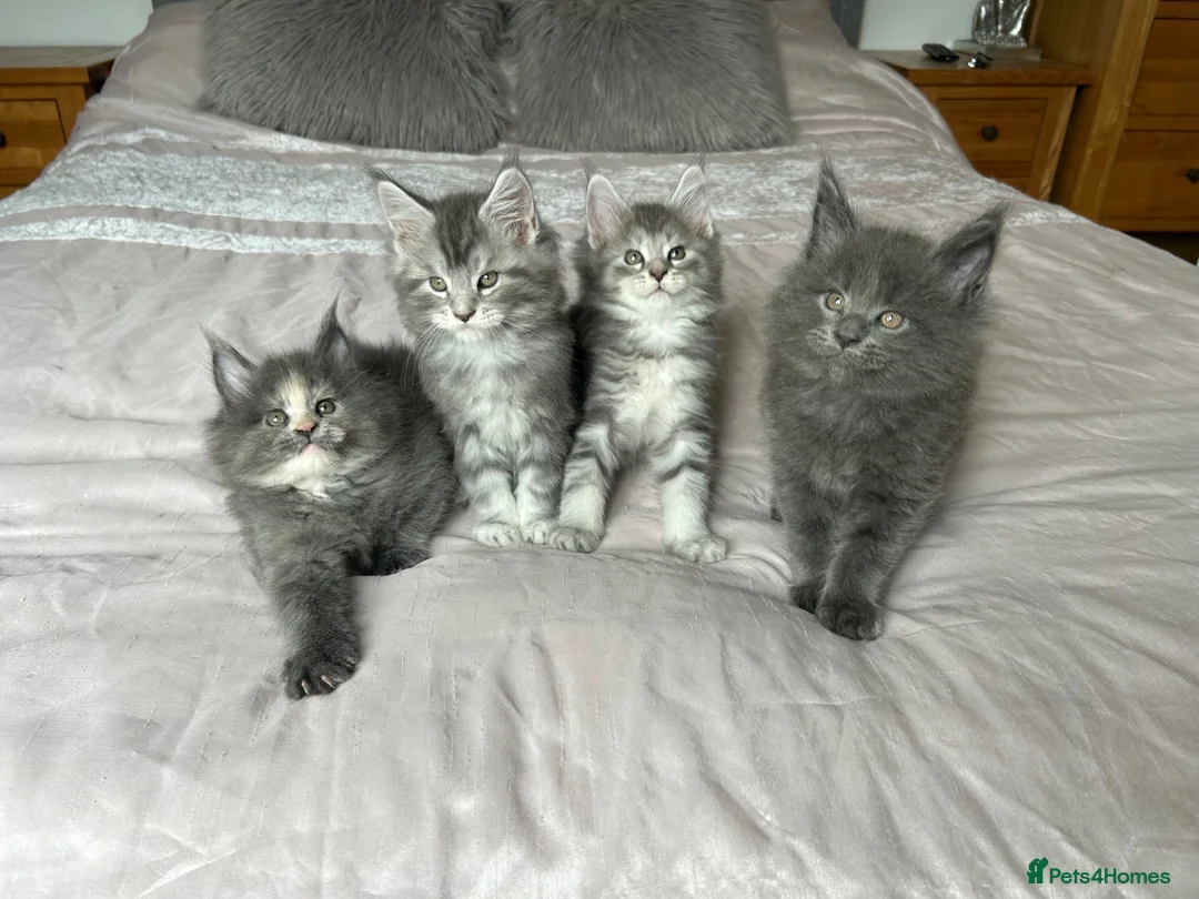 Maine Coon cats for sale: GCCF Blue and Silver Registered Maine Coon Kittens - Advert 1