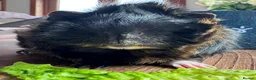 Guinea Pig rodents for sale: Abyssinian Neutered male Guinea pig   in Hereford - Advert 3