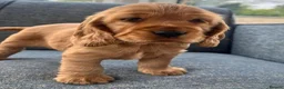 Cocker Spaniel dogs for sale: Golden showtype Cocker spaniel puppies - Advert 3