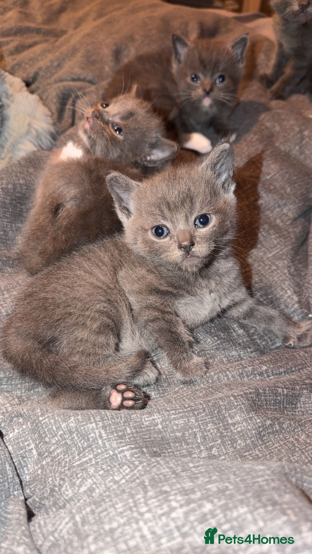 Domestic Shorthair cats for sale: 4Beautiful blue/grey Domestic Shorthair kittens 💕 - Advert 4