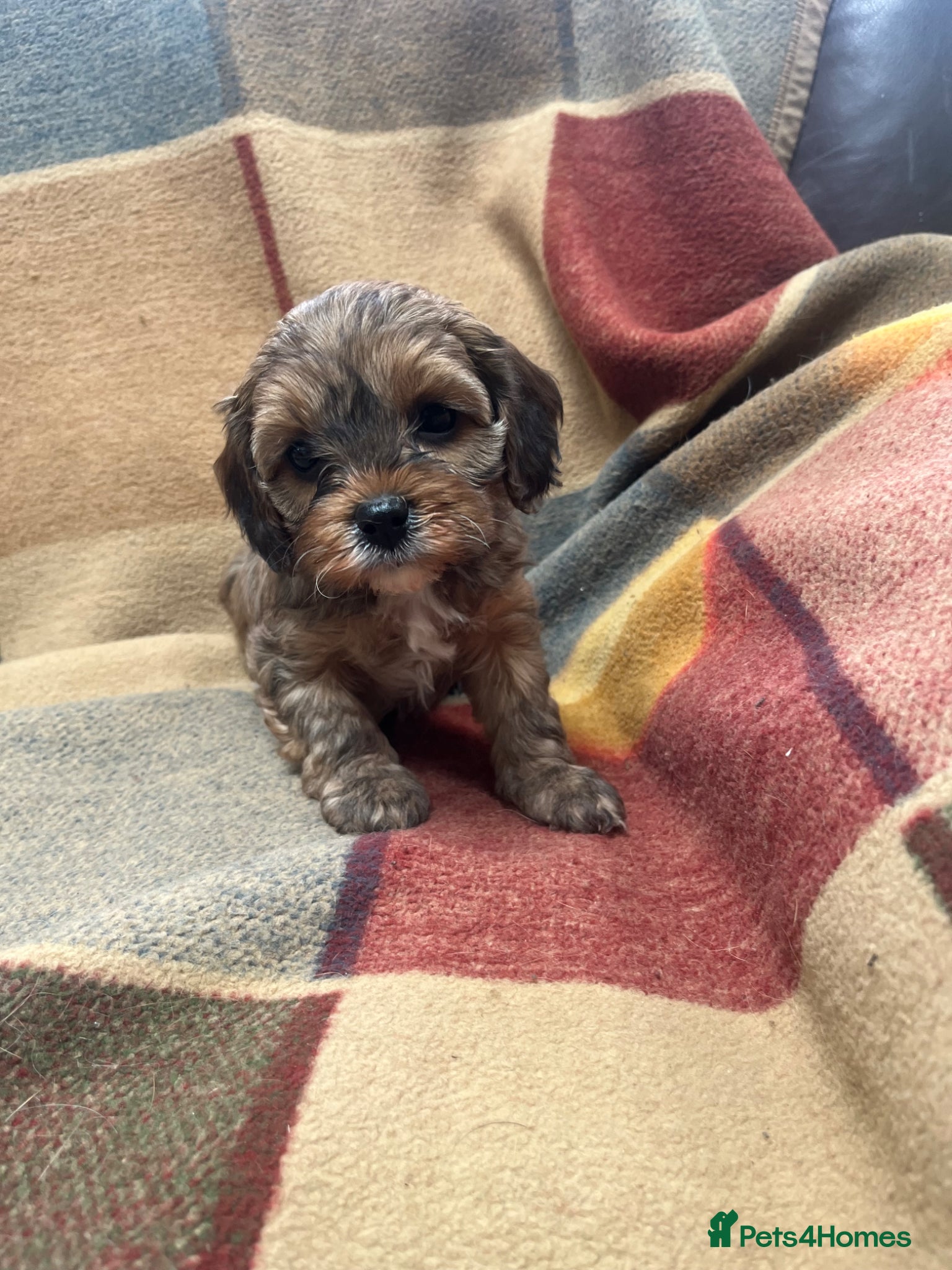 Cavapoo dogs Beautiful cavapoo puppies  - Advert 3