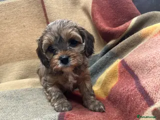 Cavapoo dogs Beautiful cavapoo puppies - Advert 3