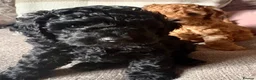 Cavapoo dogs for sale: Cavapoo puppies  - Advert 15