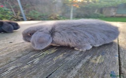 Mini Lop rabbits for sale: Mini lop does *SOLD* - Image 5