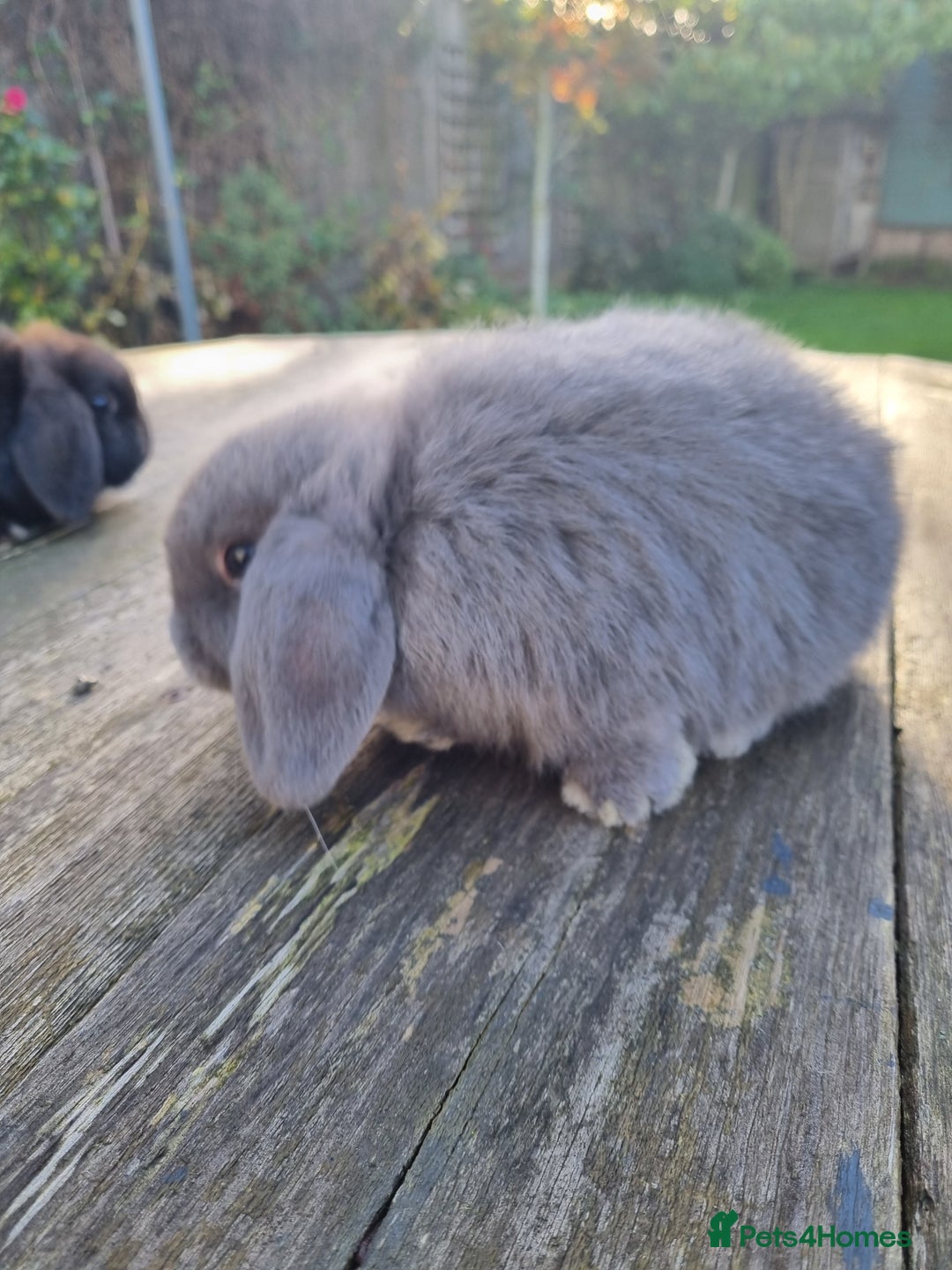 Mini Lop rabbits for sale: Mini lop does *SOLD* - Image 5