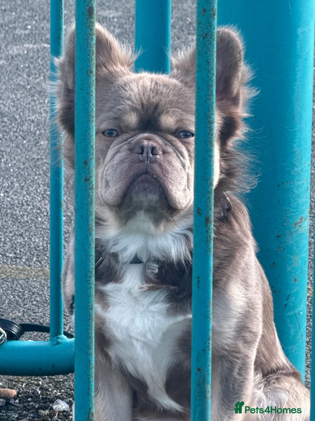 French Bulldog dogs for stud: BEAR - FLUFFY FRENCH FOR STUD - CARRIES PINK  in Bedford - Advert 2