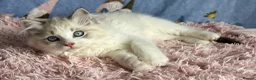 Ragdoll cats for sale: Beautiful TICA Registered Ragdoll Kittens - Advert 29