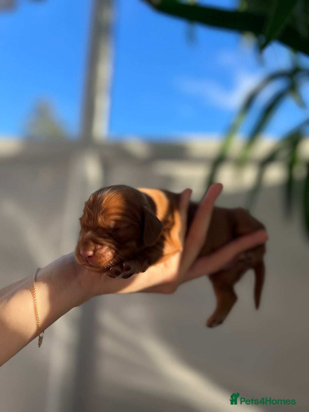 Cocker Spaniel dogs for sale: Show Type Cocker Spaniels. - Advert 13