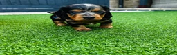 Miniature Dachshund dogs for sale: Miniature dachshund puppies 🩷💙 - Advert 2
