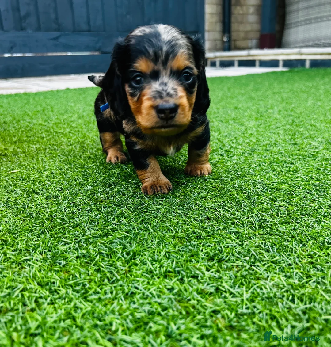 Miniature Dachshund dogs for sale: Miniature dachshund puppies 🩷💙 - Advert 2