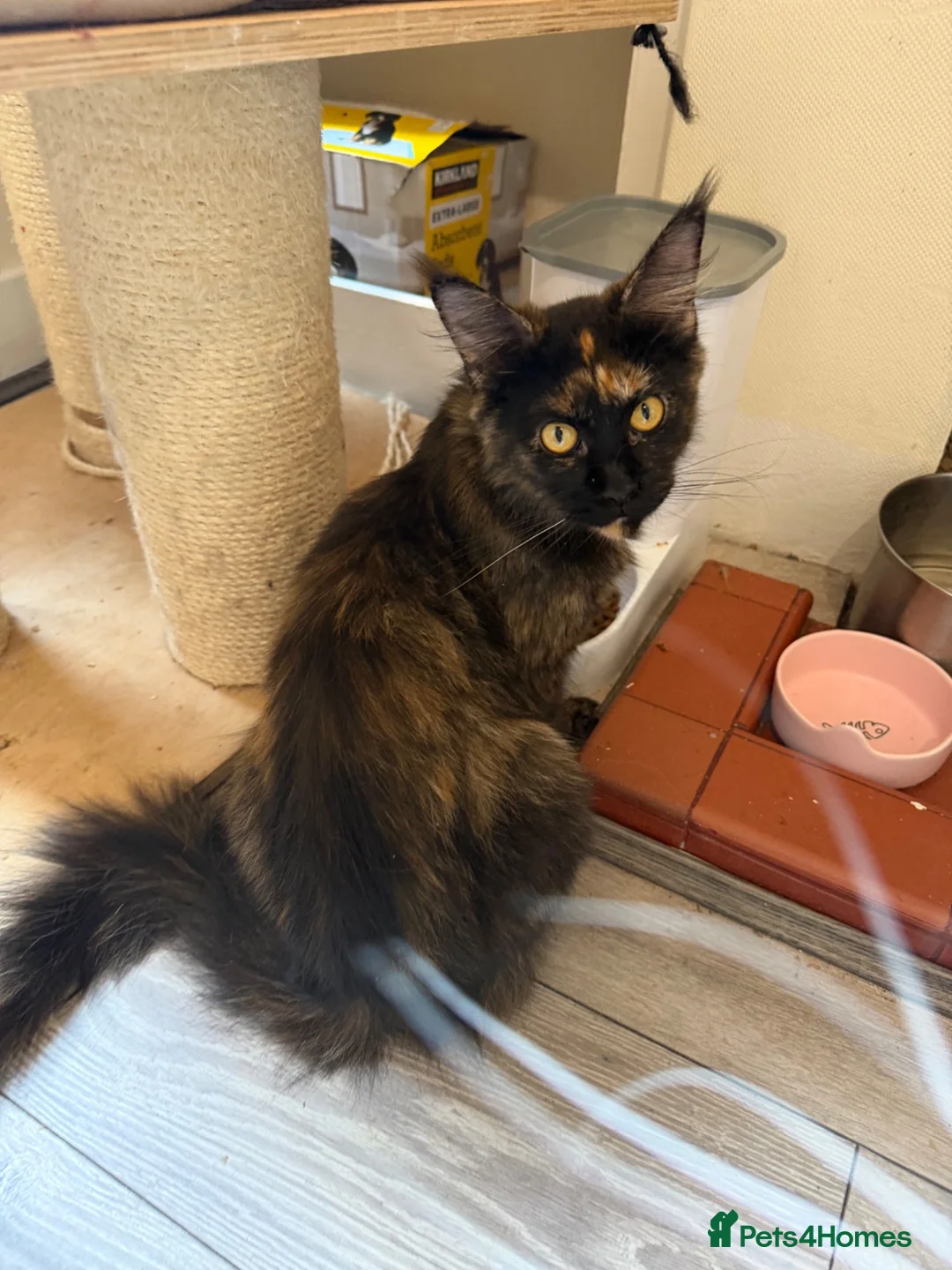 Maine Coon cats for sale: Maincoon male European bloodline  - Advert 2