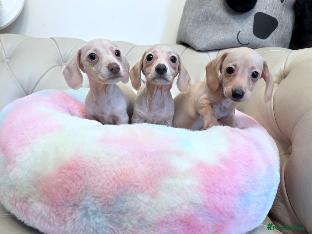 Miniature Dachshund dogs for sale: Miniature Dachshund 5 Star ⭐ Licensed Breeder - Image 3