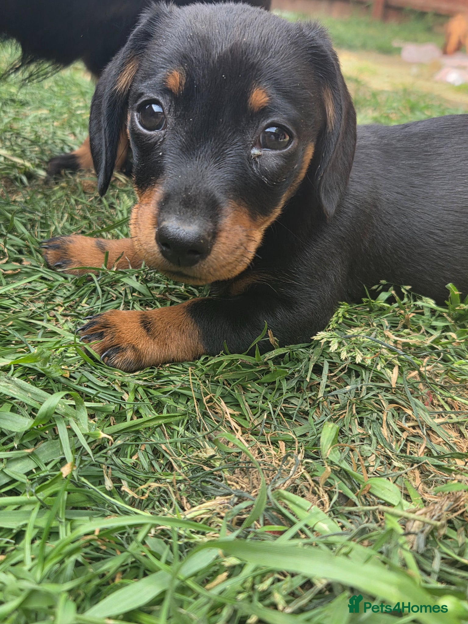 Miniature Dachshund dogs **1 girl left** Miniature Dachshunds - Advert 1