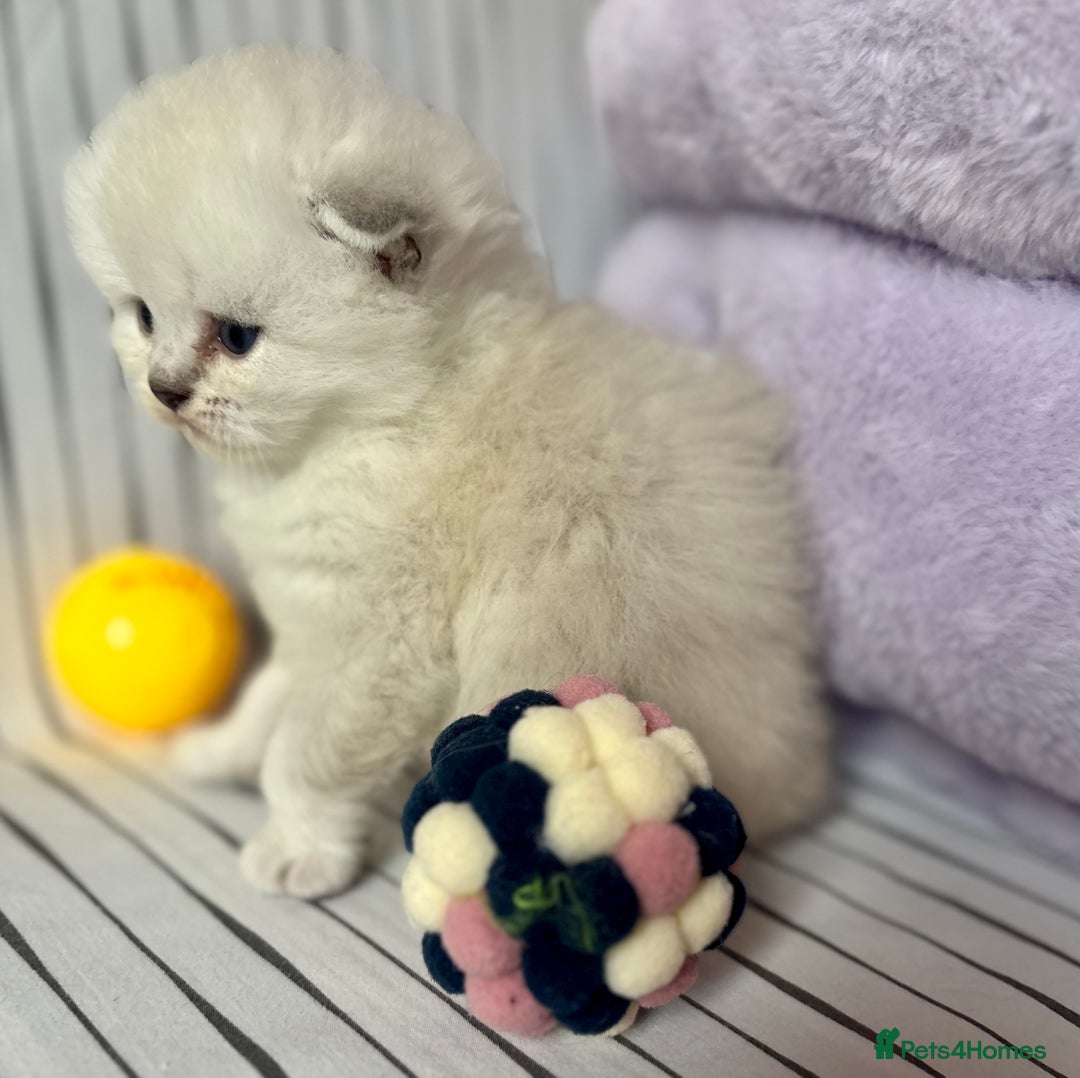 Scottish Fold cats for sale: 🌟🌟🌟🌟🌟Pedigree Scottish Fold Kittens - Image 3