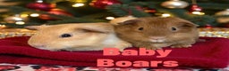 Guinea Pig rodents for sale: Pairs of Guinea Pigs Boars & Sows - Advert 2