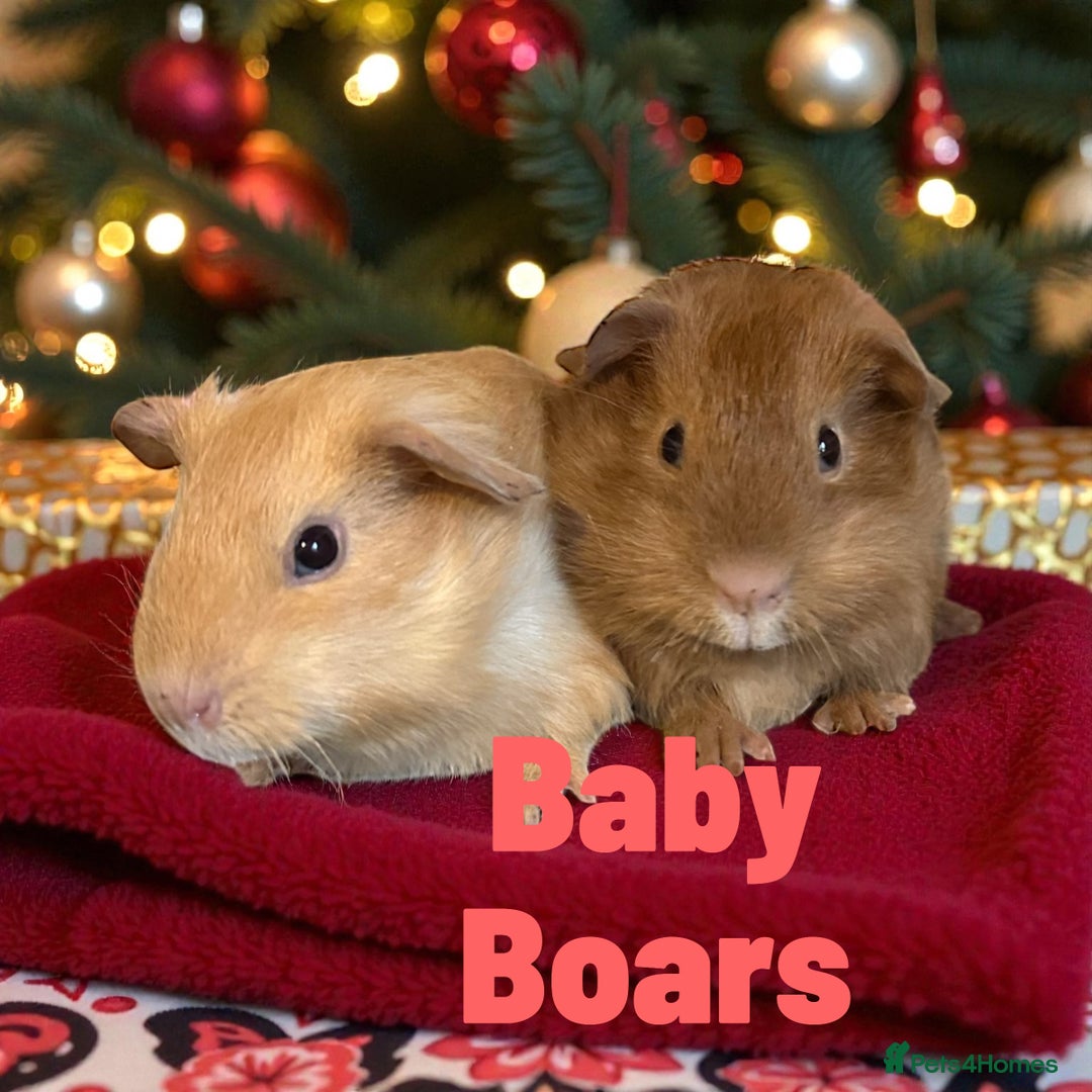 Guinea Pig rodents for sale: Pairs of Guinea Pigs Boars & Sows - Advert 2