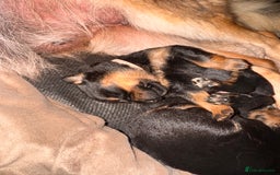 Mixed Breed dogs for sale: Rotti x gsd pups - Image 1