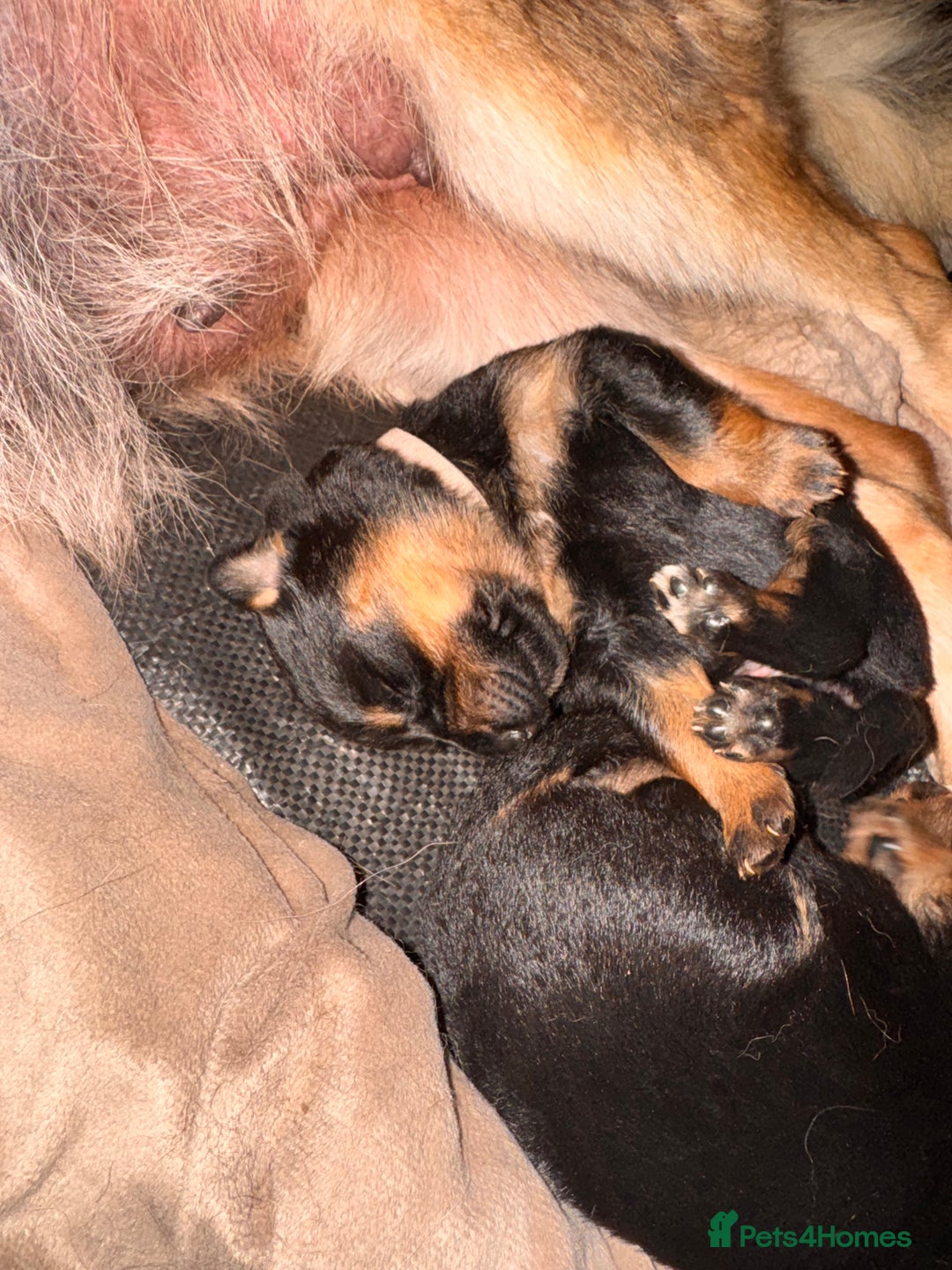 Mixed Breed dogs for sale: Rotti x gsd pups - Image 1