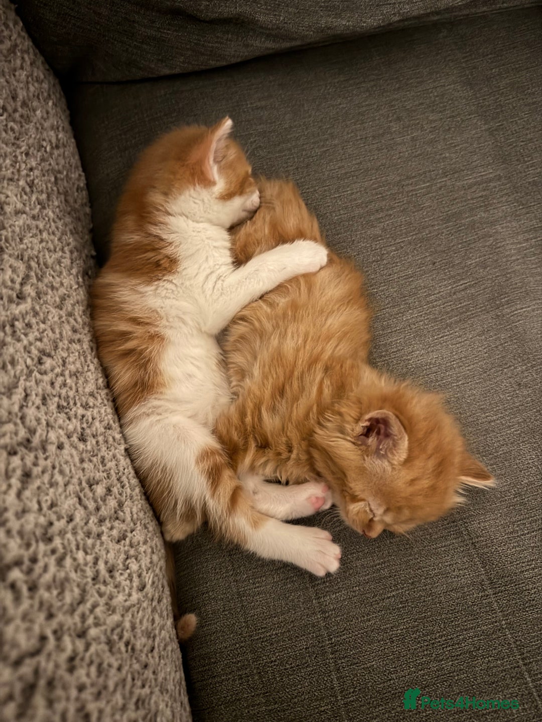 Mixed Breed cats for sale: 2 fluffy male kittens for sale  - Image 1