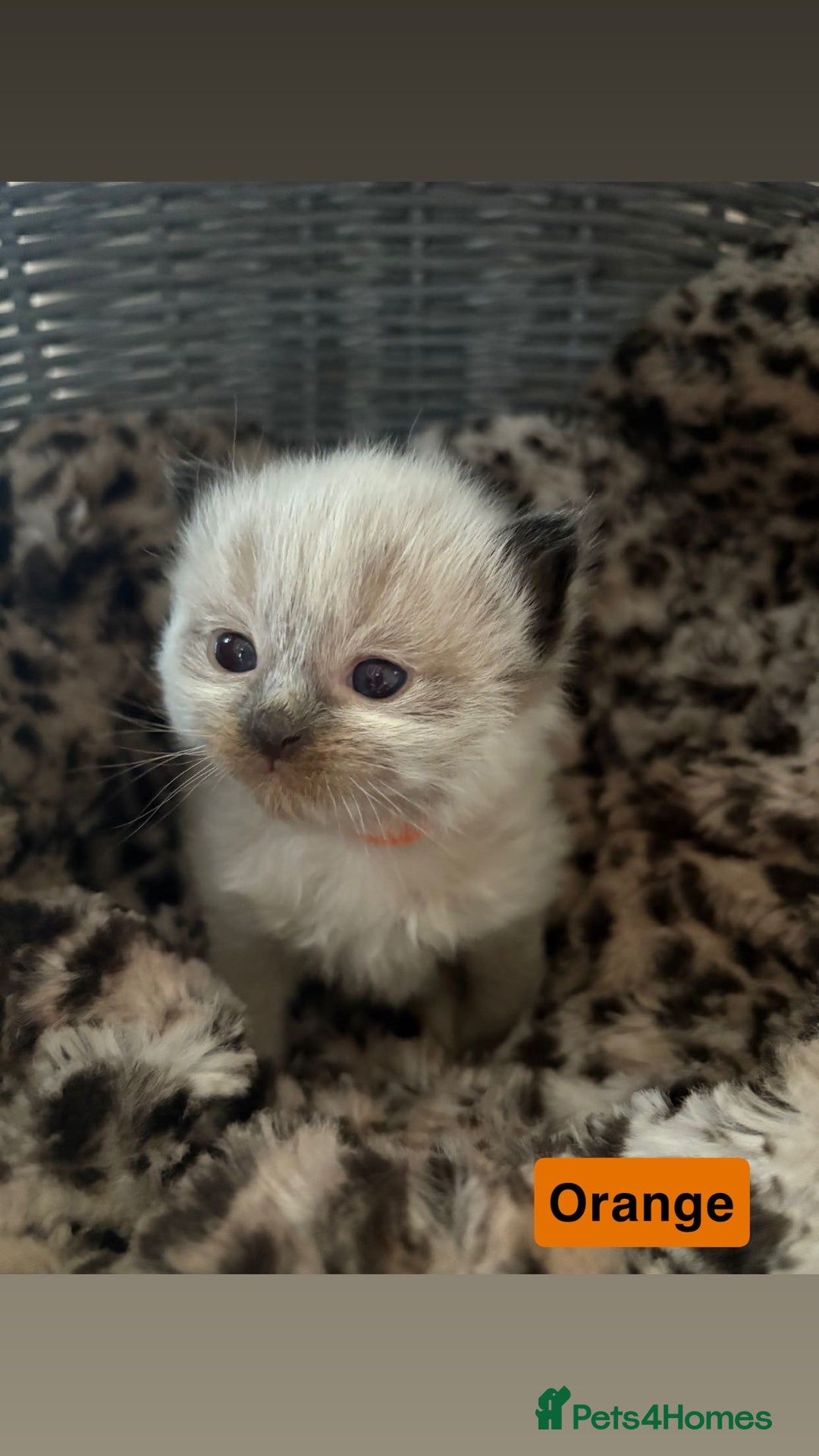 Ragdoll cats for sale: ☁️ 5 beautiful purebred ragdoll kittens☁️ - Advert 4