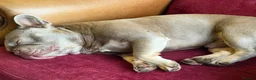 French Bulldog dogs for stud:  Maverick | Pedigree Frenchie Stud in Beverley - Advert 12