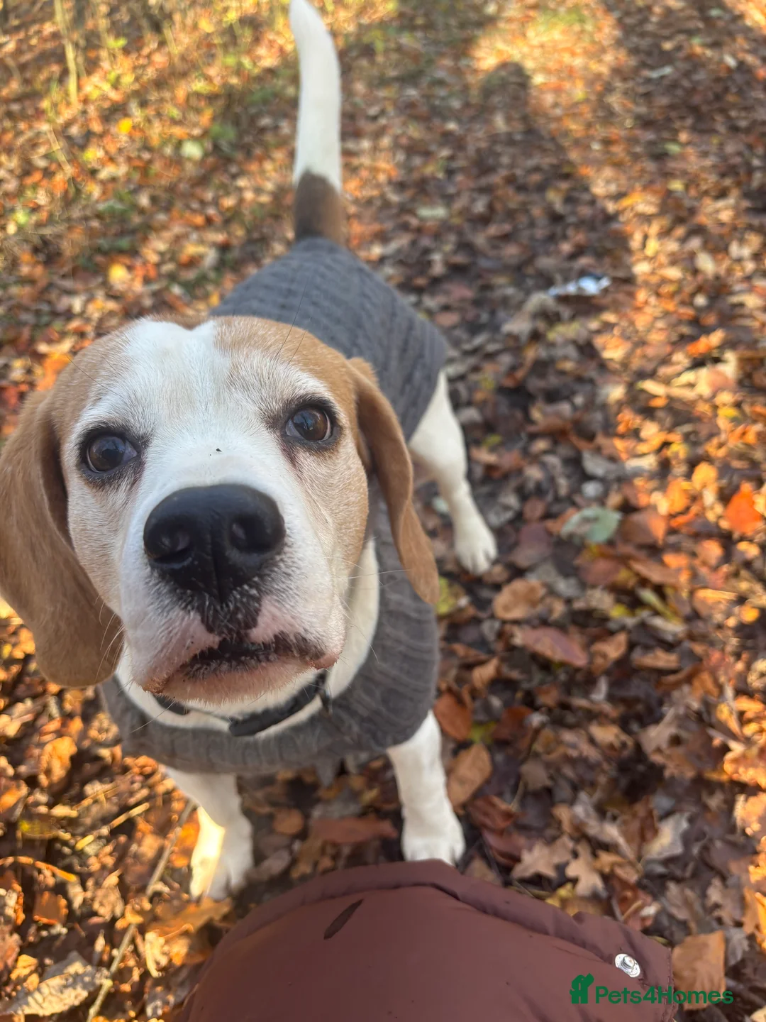 Beagle dogs for stud: Beagle for stud proven in Bathgate - Advert 6