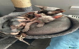 Sphynx cats for sale: Adorable Canadian sphinx - Image 6