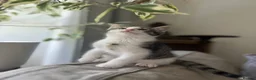Mixed Breed cats for sale: Three kittens ready now in Torquay - Advert 20