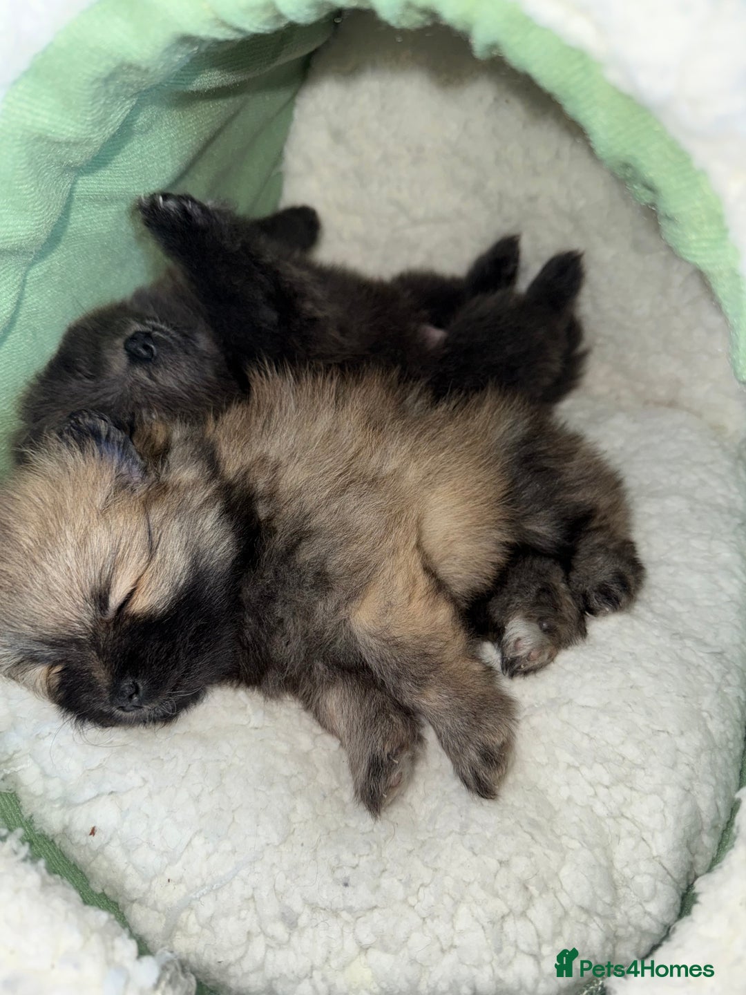 Pomeranian dogs for sale: Two Poms looking for forever home - Advert 6