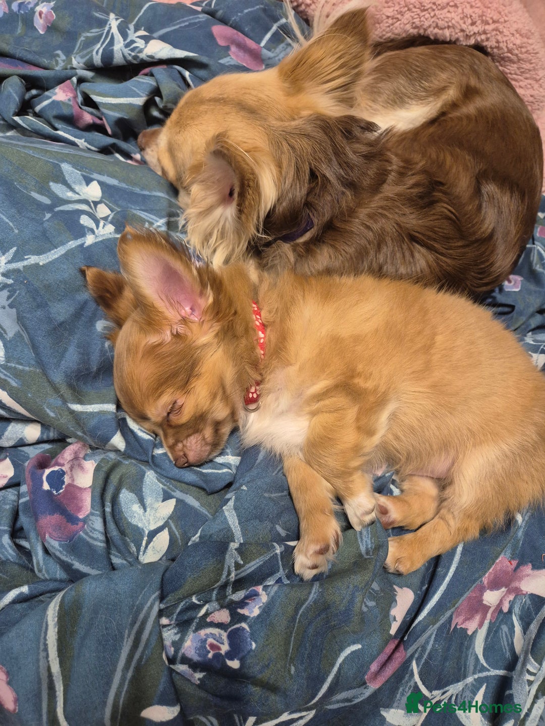 Chihuahua dogs for sale: ***READY NOW*** Long Haired Chihuahua Pups  - Advert 2