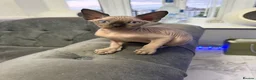 Sphynx cats for sale: sphynx canadian kittens ready to leave now  - Advert 13