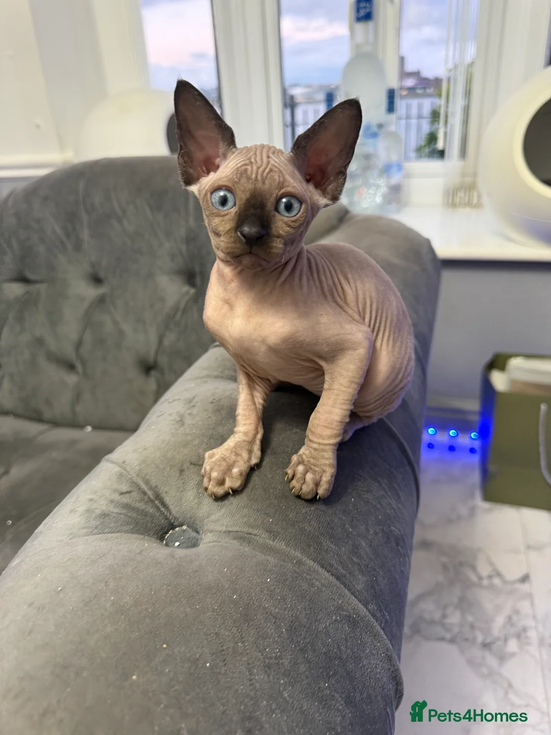 Sphynx cats for sale: sphynx canadian kittens ready to leave now  - Advert 13