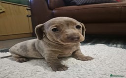 Dachshund dogs for sale: Beautiful isobella dapple girl - Advert 2